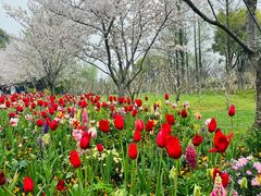 -苏州上方山国家森林公园