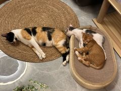 -瑞派康怡24h宠物医院·犬猫医疗中心·微创绝育(瑞景分院)