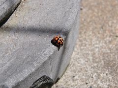 -洛阳白云山景区