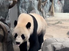 -武汉动物园
