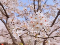 -顾村公园
