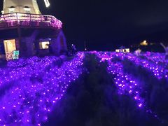 -大塘金香草谷