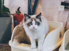 -喵屿·大理花园猫咖