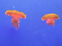 -上海海洋水族馆-停车场