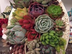 -双季花艺园艺市场(浦东店)