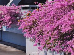 -深圳仙湖植物园