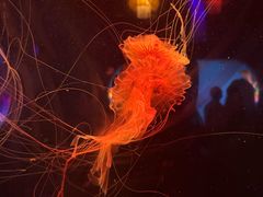 -太平洋海底世界