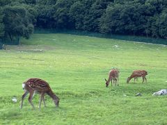 -吊水壶国家森林公园