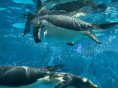 -泉城欧乐堡海洋极地世界