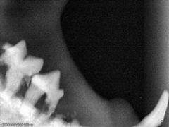 -爱诺耐芙动物医院(万博店)