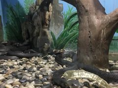 -辛玛王国游乐园