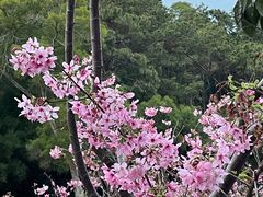 -狐尾山公园