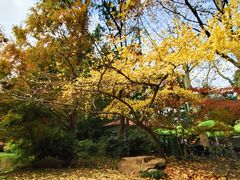 -上海共青森林公园