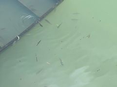 -广州白江湖森林公园