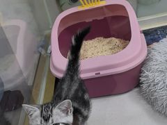 -糯米喵星人总部直营旗舰店·猫舍·幼猫出售