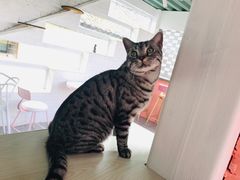 -喵屿·大理花园猫咖