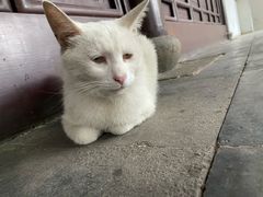 -西园寺素食(西园弄戒幢律寺店)