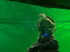 -青岛海底世界-水族馆