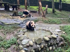 -都江堰中华大熊猫苑