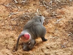 -云南野生动物园