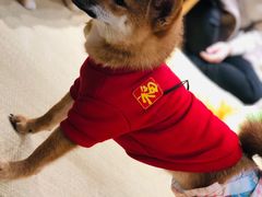 -逗柴咖啡屋·狗咖猫咖宠物桌游