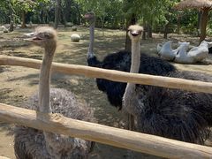 -大连森林动物园