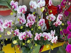 -珠海市体育中心-游泳馆