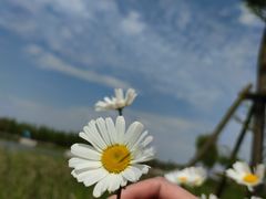 -春花秋色城市公园