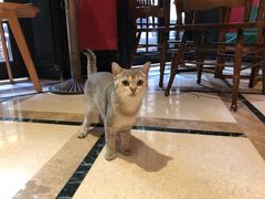 -猫色咖啡·猫咖
