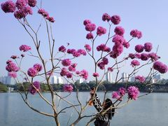 -南宁南湖公园