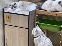 -藏猫猫咖啡主题馆(中央大道店)