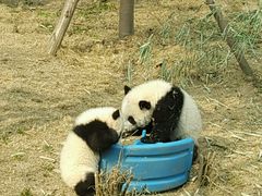 -成都大熊猫繁育研究基地