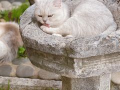 -喵屿·大理花园猫咖