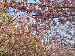 -高东镇樱花园