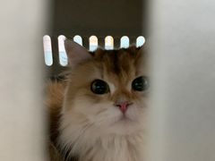 -纳吉亚猫专科动物医院·北北分院