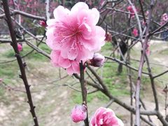 -南国桃园旅游度假区