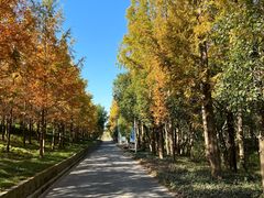 -上海长兴岛郊野公园
