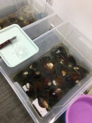 -邵老师打金·黄金加工(大望路总店)
