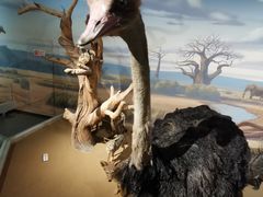 -陕西自然博物馆