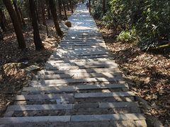 -东莞市大岭山森林公园