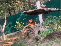 -大连森林动物园