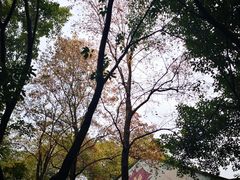 -黄桷坪涂鸦艺术街