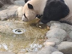-都江堰中华大熊猫苑
