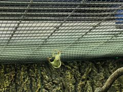 -广州长隆飞鸟乐园