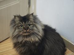 -瑞鹏宠物医院·骨科·猫科·内科(第一中心)