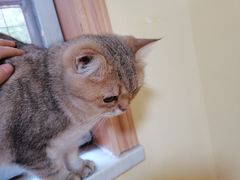 -Meowの猫咖(万家丽店)