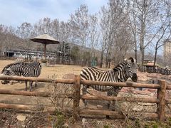 -大连森林动物园