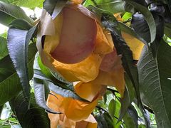 -老袁家蜜桃农场·阳山水蜜桃