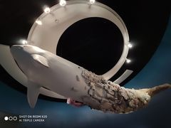 -贝林大翅鲸简餐厅(国家海洋博物馆店)