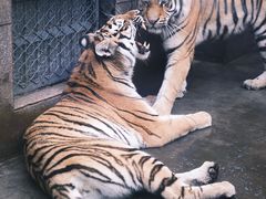 -西安秦岭野生动物园